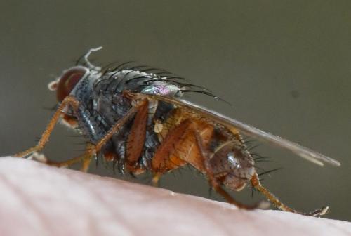 Lispocephala brachialis